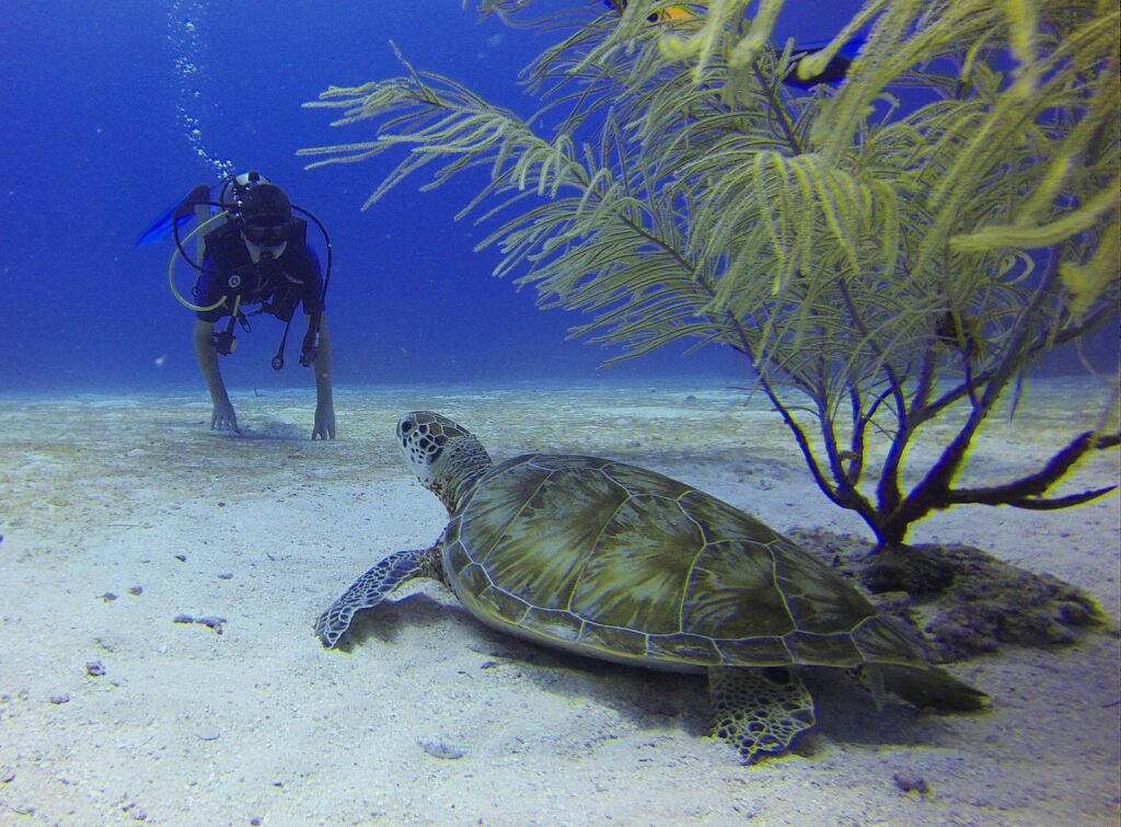Scuba Diving, Snorkeling 