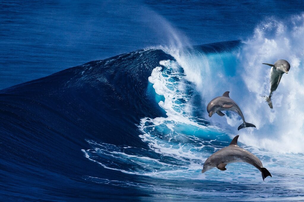 Dolphins