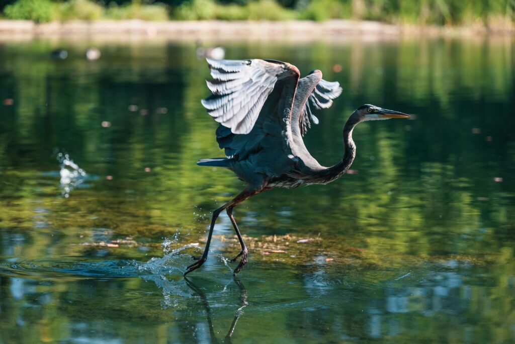 Florida Keys Wild Bird Rehabilitation Cente