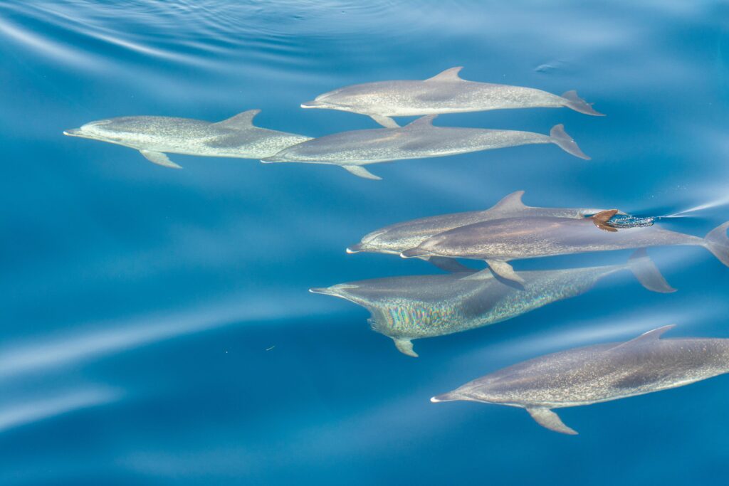 swimming with dolphins