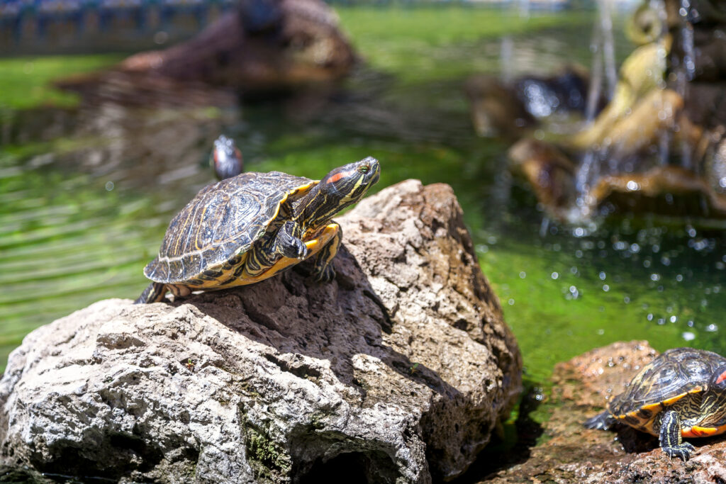 Turtle Hospital 