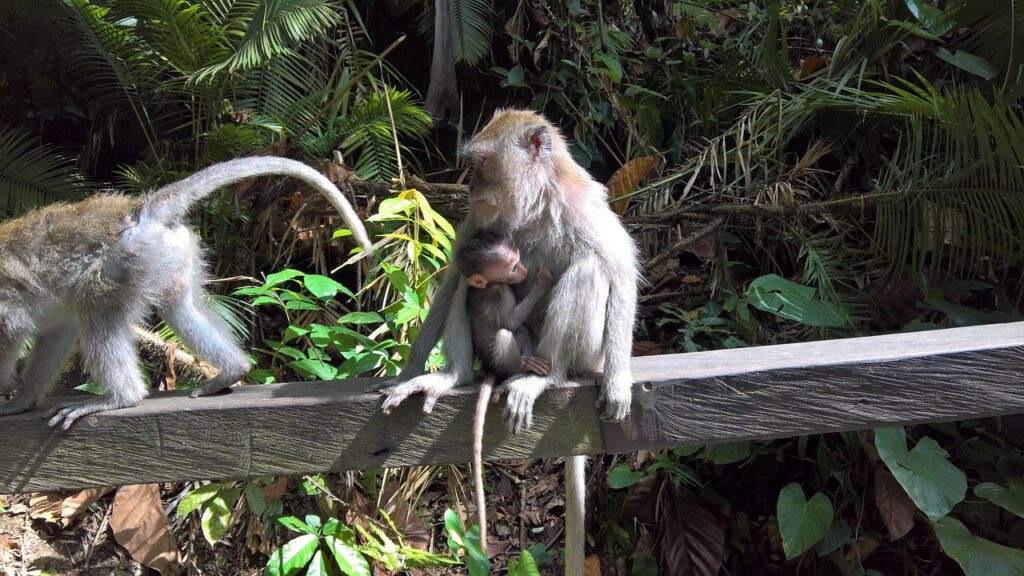 Ubud monkey forest