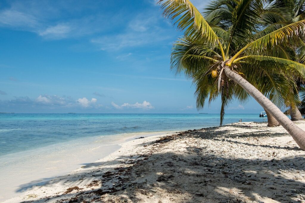 Beautiful beach view in Ambergris Caye, Belize with turquoise waters, white sand, and a palm tree, perfect for a relaxing tropical getaway.