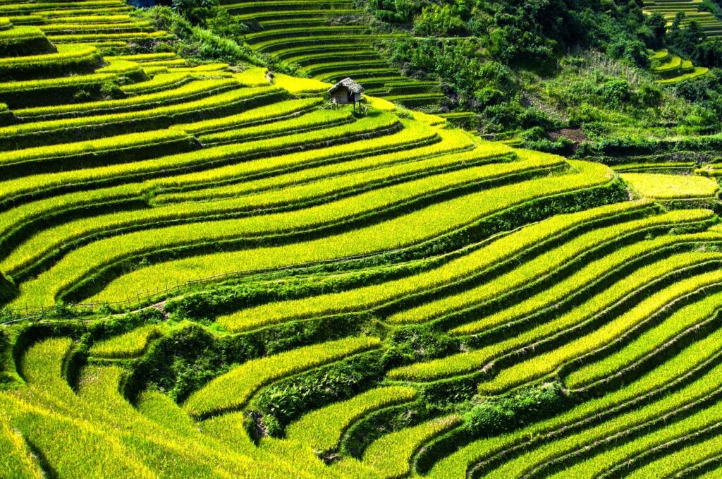  Tegallalang Rice Terrace